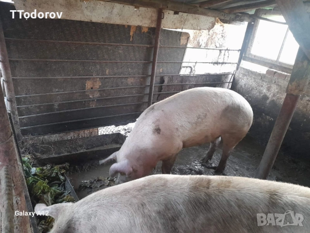 Продавам домашни прасета 