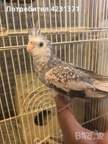 Папагали корела, снимка 4 - Папагали - 53288152