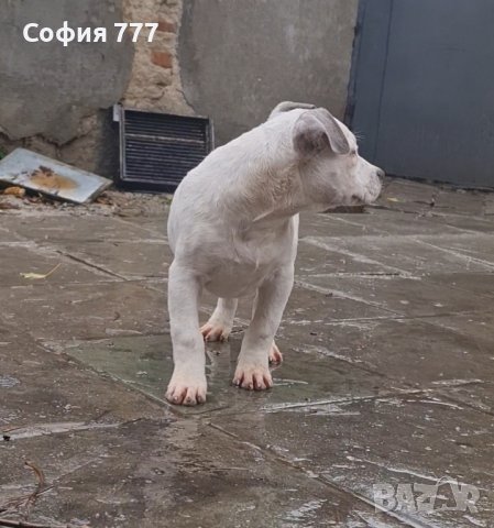 свободна мъжко, снимка 5 - Питбул - 43498207