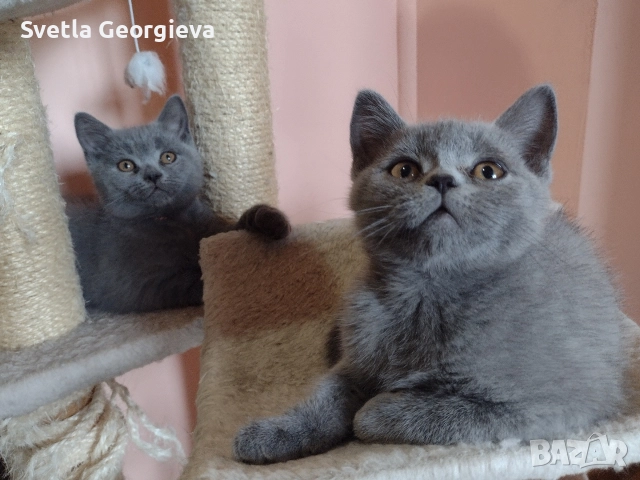 Коледни британчета., снимка 2 - Британска късокосместа - 52882277