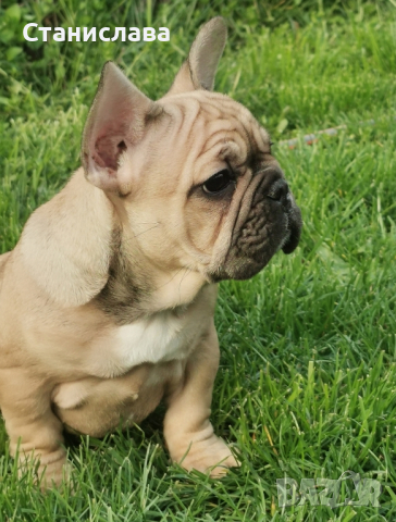 френски булдог /French Bulldog, снимка 4 - Френски булдог - 44400276