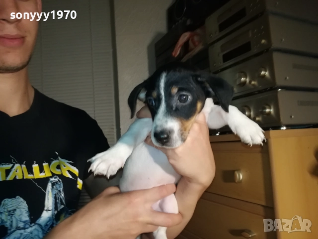 КУЧЕНЦЕ ДЖАК РЪСЕЛ 250ЛВ С ВАКСИНА И ПАСПОРТ 2310251706, снимка 14 - Джак ръсел териер - 52157021