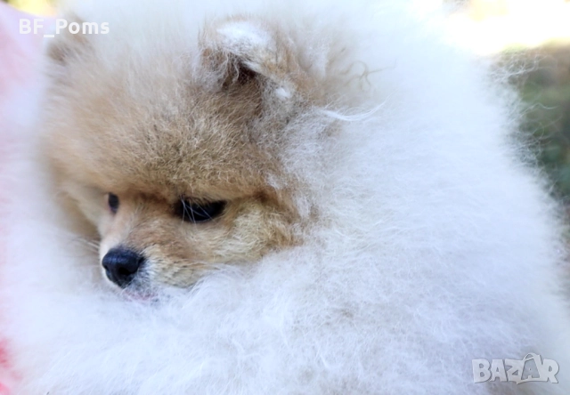 Уникално момиченце померан с родословие FCI