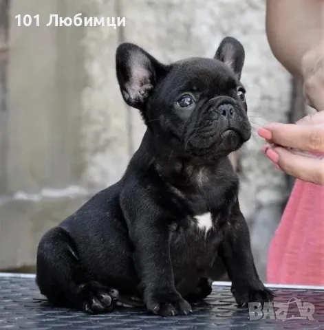 Френски булдог с родословие, снимка 8 - Френски булдог - 47462686