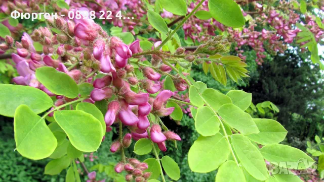 Акация - Налични 2 цвята, снимка 4 - Разсади - 43201691