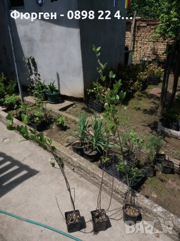 Арония - Растение  Цена за 1бр 9лв При покупка на 3 броя 1 брой подарък., снимка 5 - Разсади - 38164455