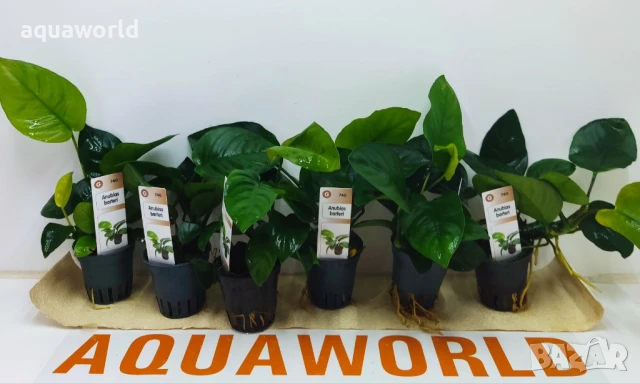 Анубиас ANUBIAS BARTERI  