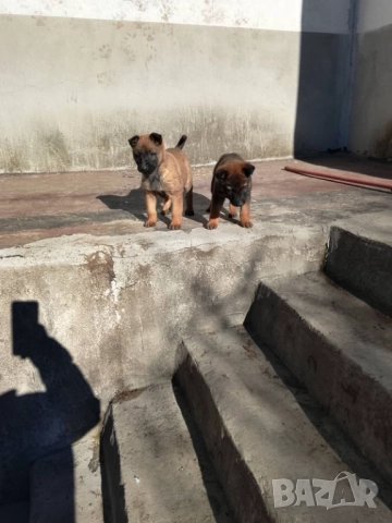 Продавам малки белгийски овчарки, снимка 3 - Белгийска овчарка - 47330260