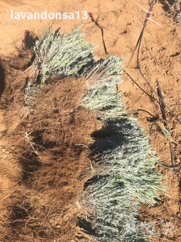 Разсад Лавандула Севтополис, Лавандин и Маслодайна Роза | Директно от производител, снимка 16 - Разсади - 30787134