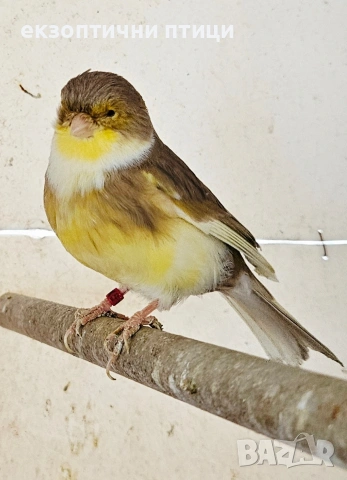 Продава или Разменям, снимка 4 - Амадини - 53306268