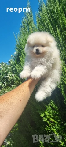 померан, снимка 2 - Померан - 51188764