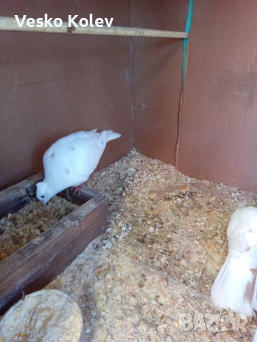 Смеещи гугутки скумриики