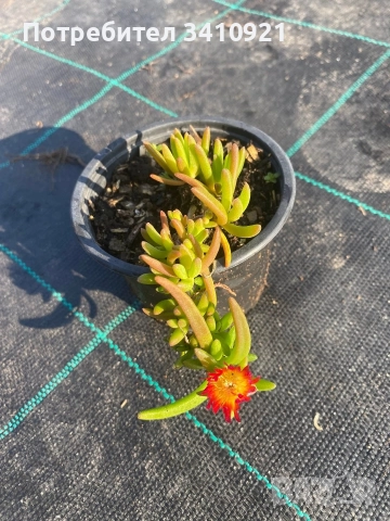 Делосперма 7 цвята, снимка 6 - Градински цветя и растения - 48993391