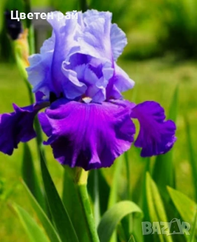 Ризоми на ириси микс цвят на късмет от показаните , снимка 15 - Градински цветя и растения - 51088604