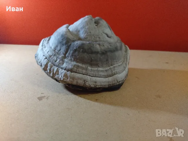 Дървесни гъби за декорация , снимка 13 - Други - 49038065