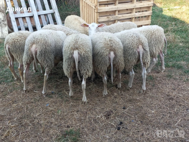 Източнофризйски агнета за разплод