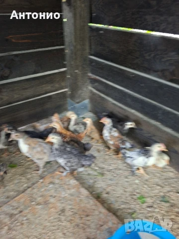 Малки селски пилета, снимка 2 - други­ - 50367935