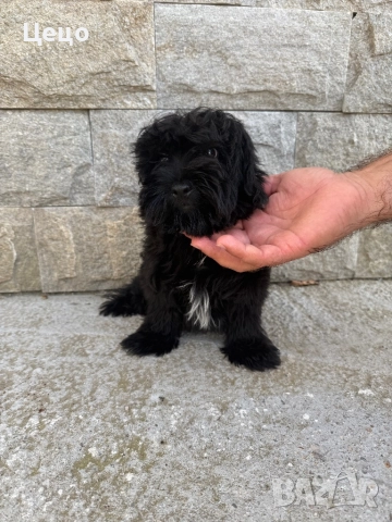 Мини пудел момче, снимка 1