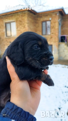 Мъжки Английски Кокер , снимка 4 - Кокер шпаньол - 53098200