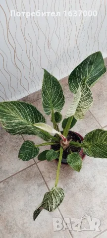 Филодендрон Биркин , снимка 1