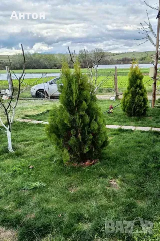 Вечнозелена Бързоразстяща Източна Туя / Thuja orientalis /
