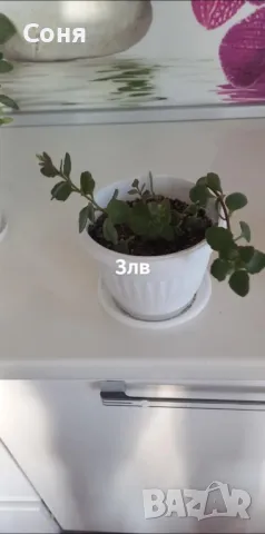 Каскадно каланхое, снимка 9 - Стайни растения - 44175683