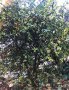 Портокал трилистен,Poncirus trifoliata, семена и растения, снимка 12