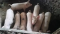 Продавам прасенца, снимка 10
