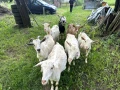 Продавам 8 броя кози, снимка 1