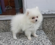 Померан , снимка 1