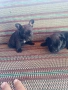 Френски булдог , снимка 2