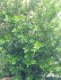 Дафинов лист, лаврово дърво пресни листа за кулинарията, снимка 6