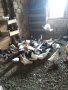 Продавам гълъби 20бр пазарджишки и Бели гълъби за сватба   , снимка 1 - Гълъби - 32510528