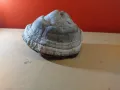 Дървесни гъби за декорация , снимка 13