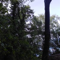Рязане и кастрене на високи и опасни дървета-абонаментна поддръжкаа , снимка 5 - Градинска техника - 33061758