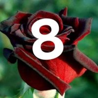 Корени готови за засаждане ” Черна Роза”, " Нефрит ", " Дъгова " внос Холандия, сертифицирани, снимка 5 - Градински цветя и растения - 32796152
