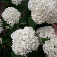 Хортензия, снимка 1 - Градински цветя и растения - 36999481