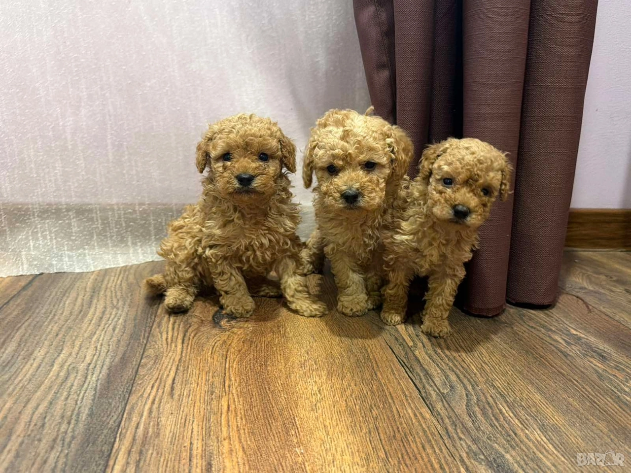 Пудел той , снимка 1