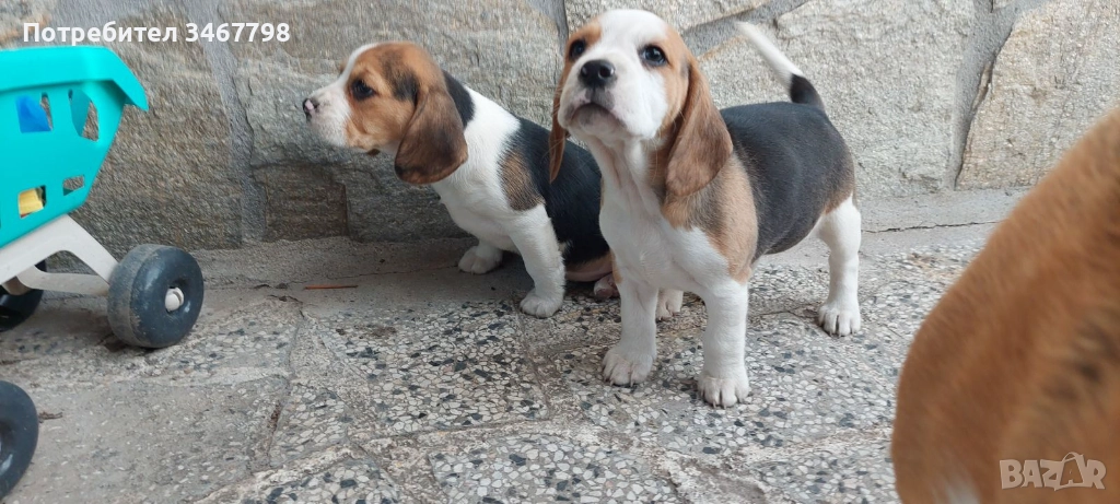 Бигъл малки кучета, снимка 1