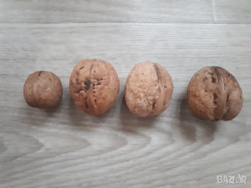 ОРЕХИ ЗА ЗАСАЖДАНЕ, снимка 1