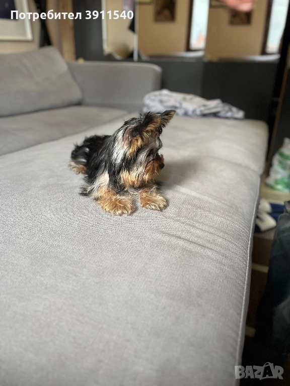 Йоркширски териер, снимка 1