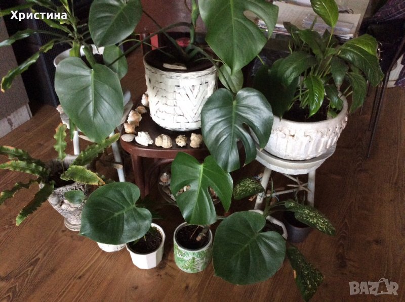 Много цветя-алое ,алпийска роза и др., снимка 1