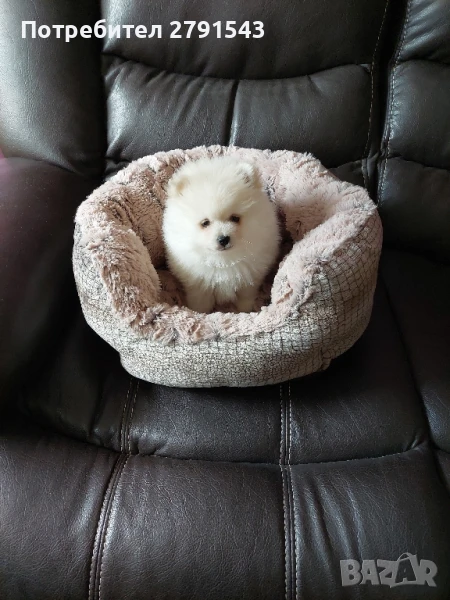 померан  момче , снимка 1