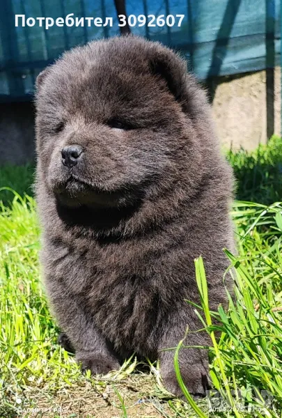 чау -чау мъжки и женски, снимка 1