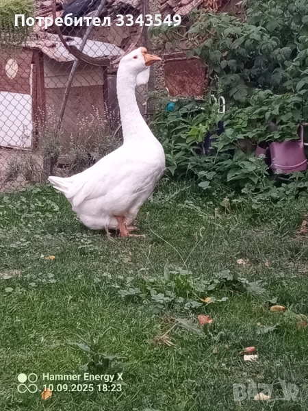 Чифт холмогорски гъсок , снимка 1