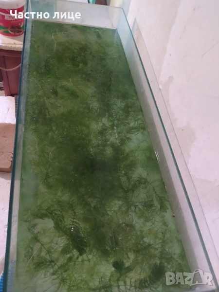 Роголистник за Аквариум , снимка 1