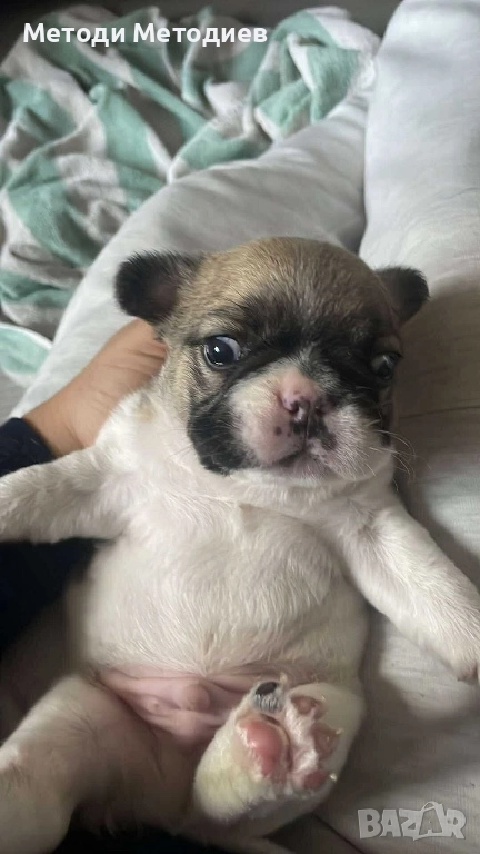 Френски булдог, снимка 1