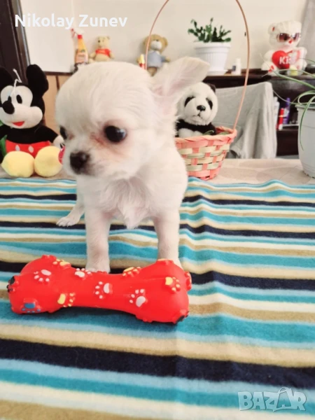 Дългокосместо момче чихуахуа , снимка 1