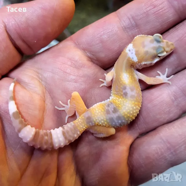 Леопардови гекони, снимка 1