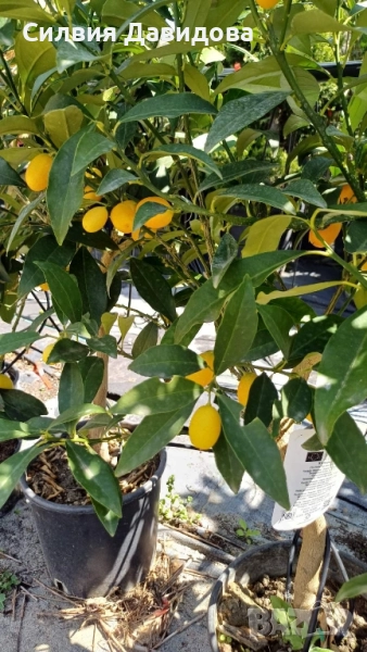 Кумкуат, снимка 1